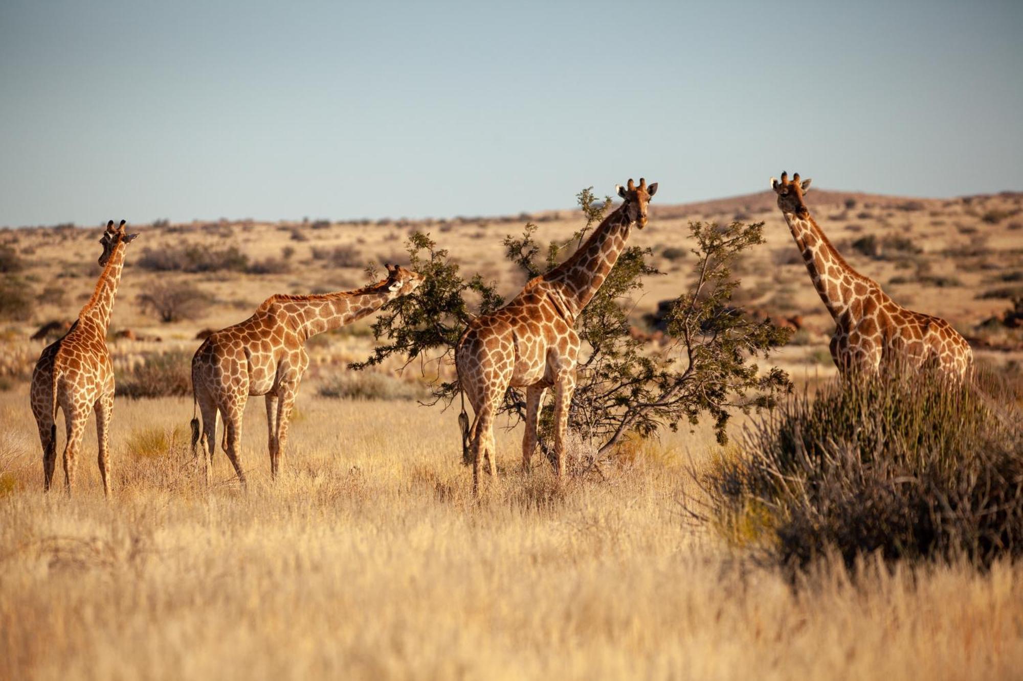 Sandfontein Lodge & Nature Reserve Extérieur photo