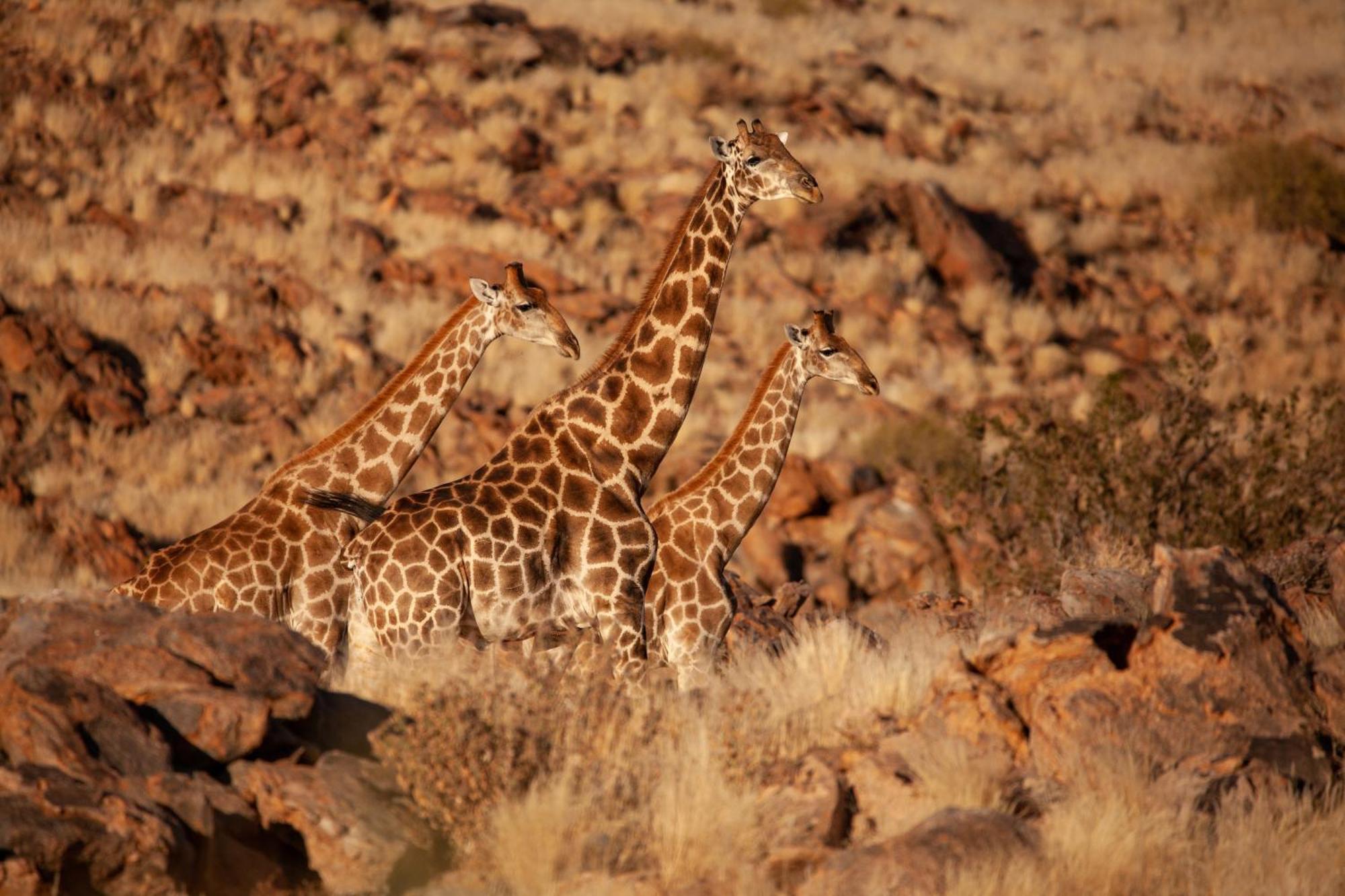 Sandfontein Lodge & Nature Reserve Extérieur photo