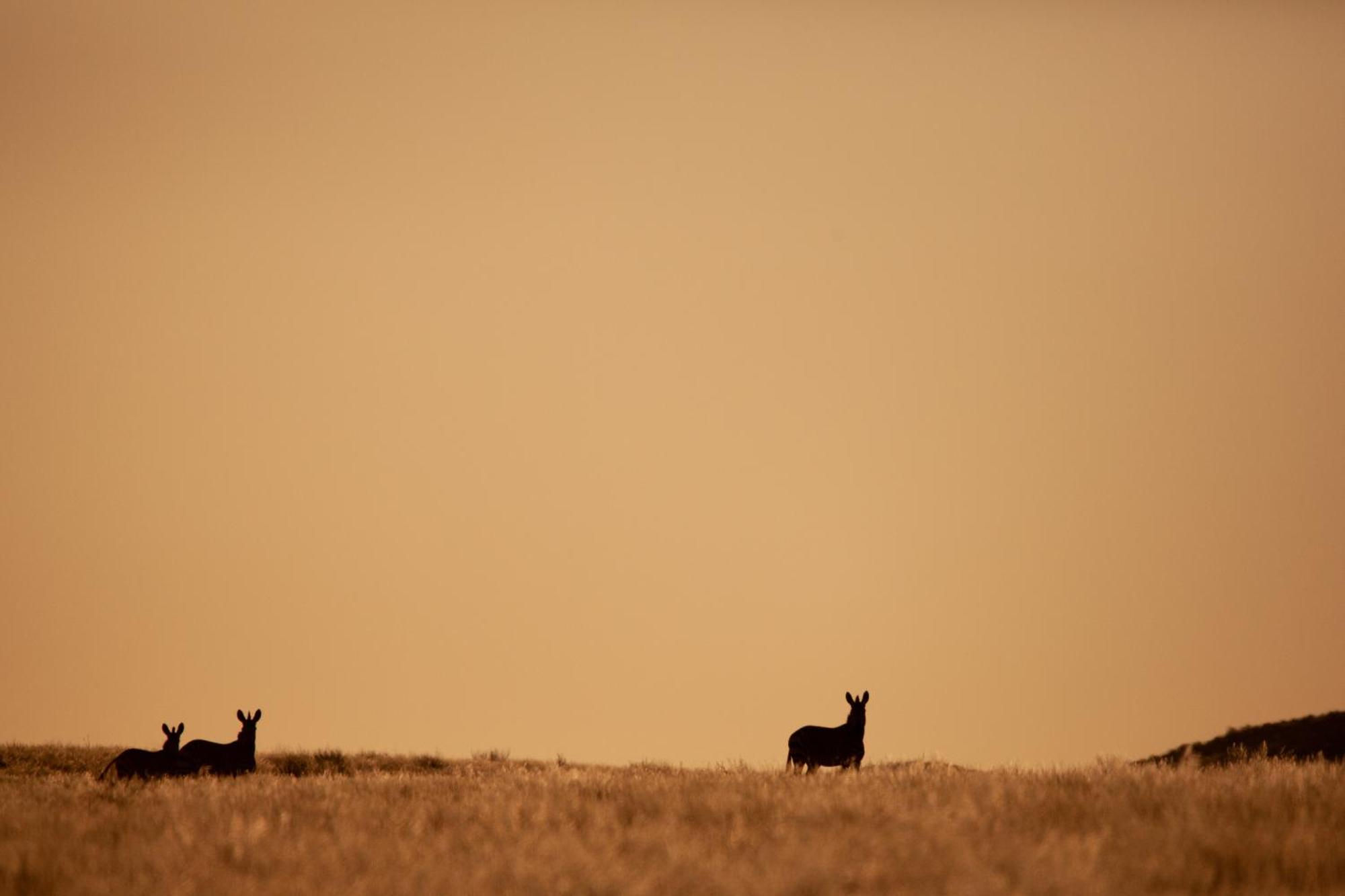 Sandfontein Lodge & Nature Reserve Extérieur photo