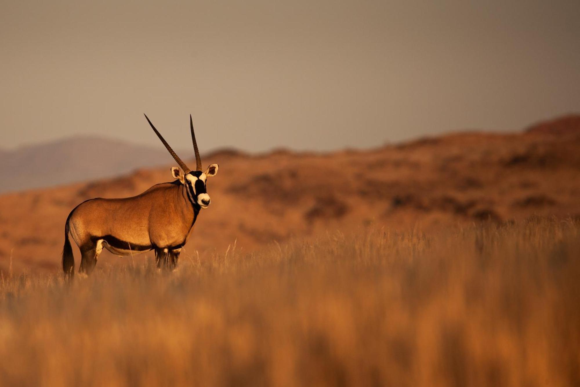 Sandfontein Lodge & Nature Reserve Extérieur photo